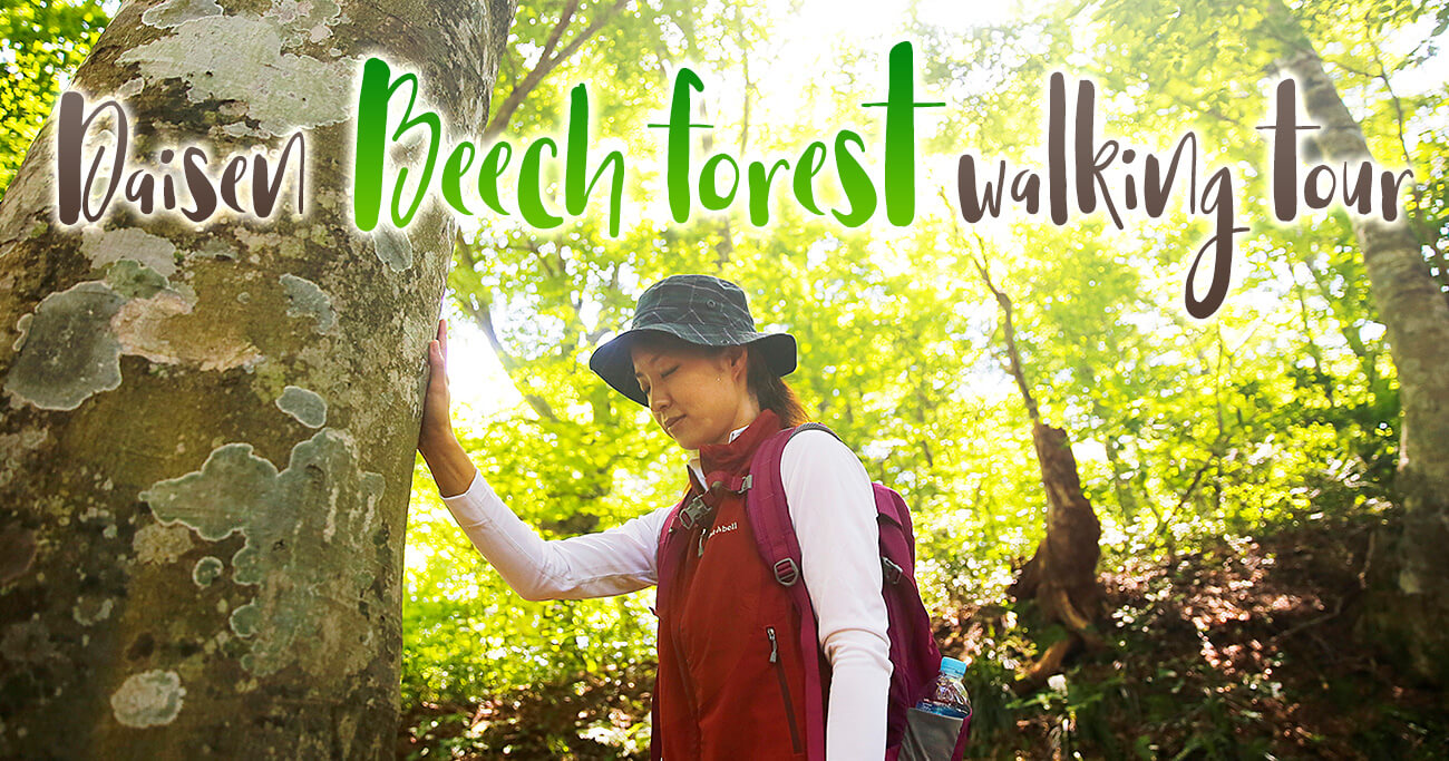 weekend Læsbarhed aspekt Daisen Beech forest walking tour | Daisen Tourism Guide