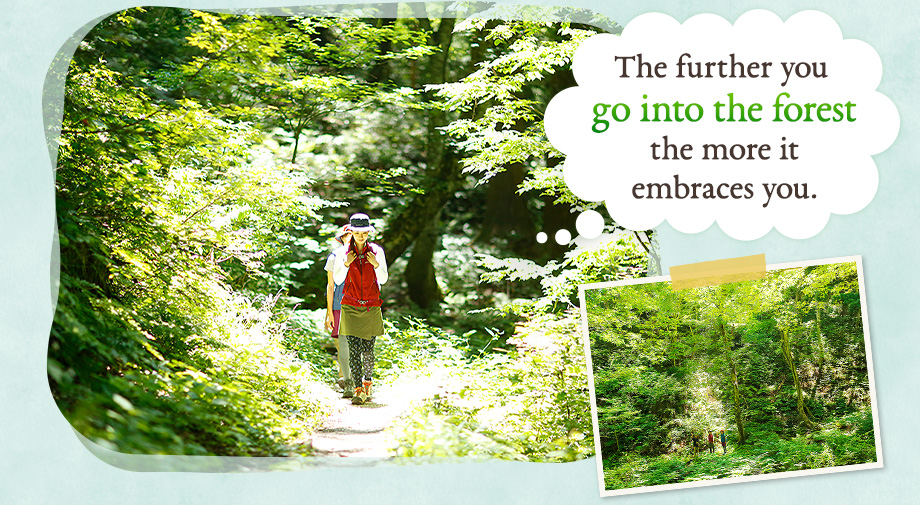 The further you go into the forest the more it embraces you.