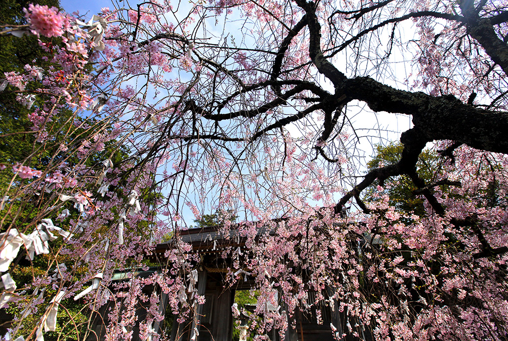 名和神社のしだれ桜