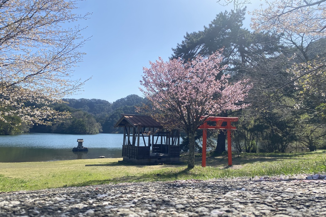大山町の「桜情報」2026年版をお伝えします。 | 鳥取大山観光ガイド