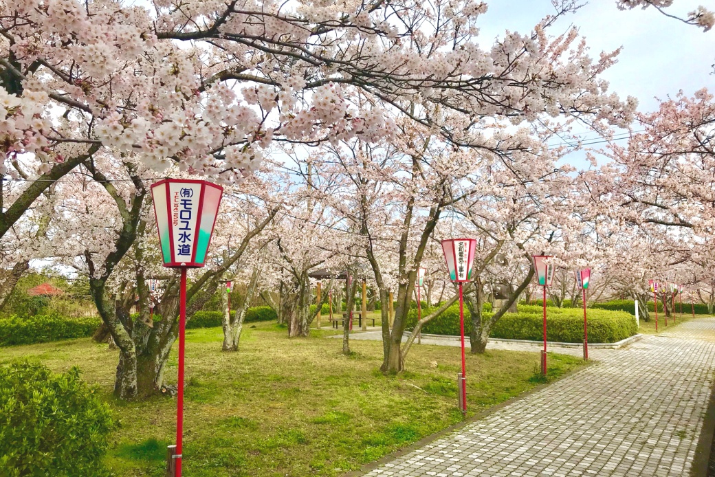名和公園の桜4−５