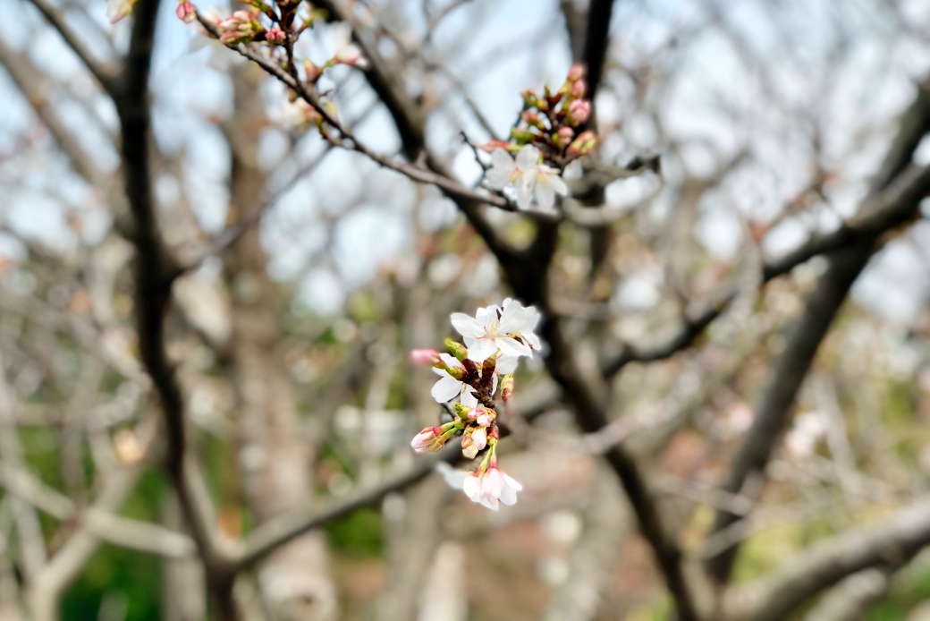 名和公園の桜３−27