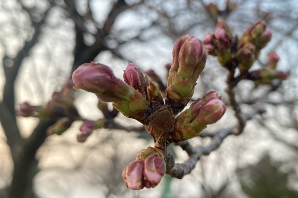 0327カラス天狗　つぼみ４