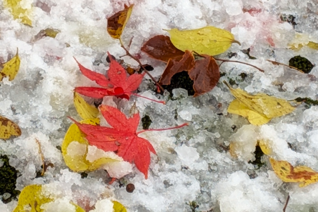 PXL_20251119_雪紅葉.jpg