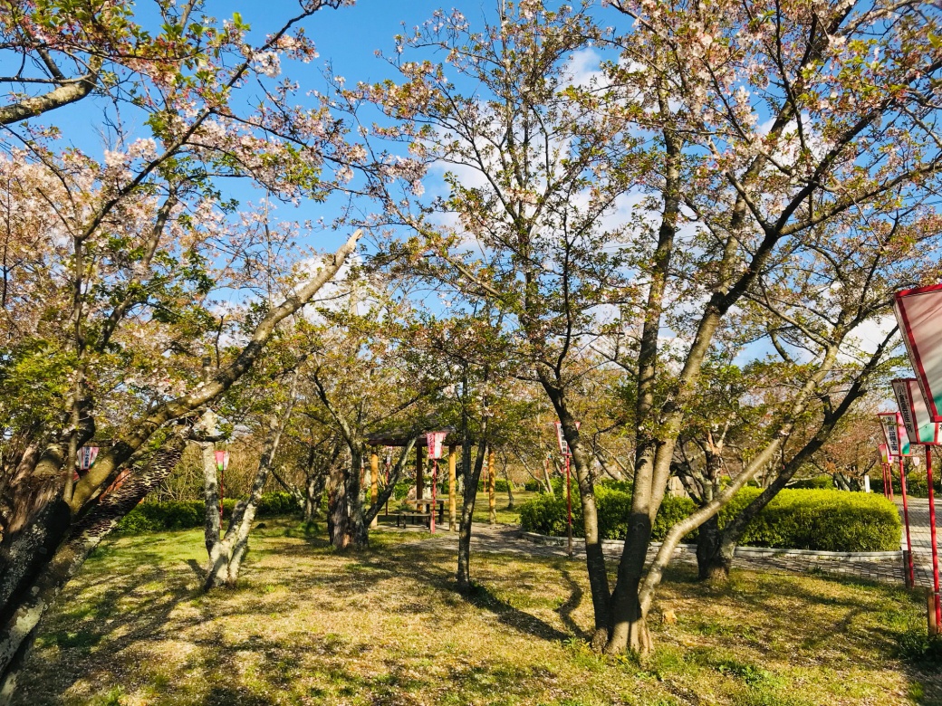 名和公園の桜4−15