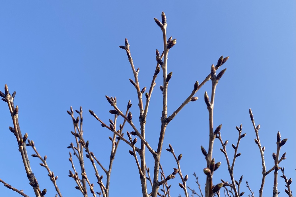 0327カラス天狗　つぼみ3