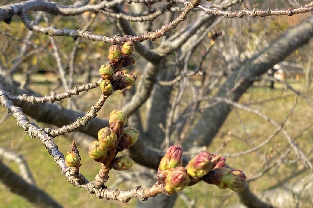 0327カラス天狗　つぼみ