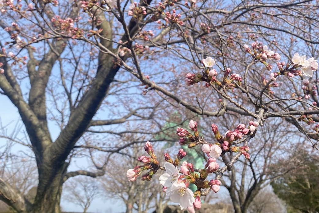 0330カラス天狗　つぼみ１
