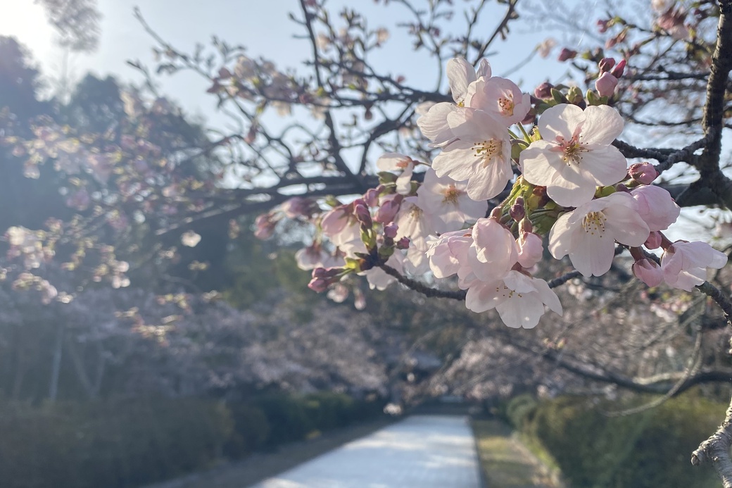 0330名和神社　つぼみ１
