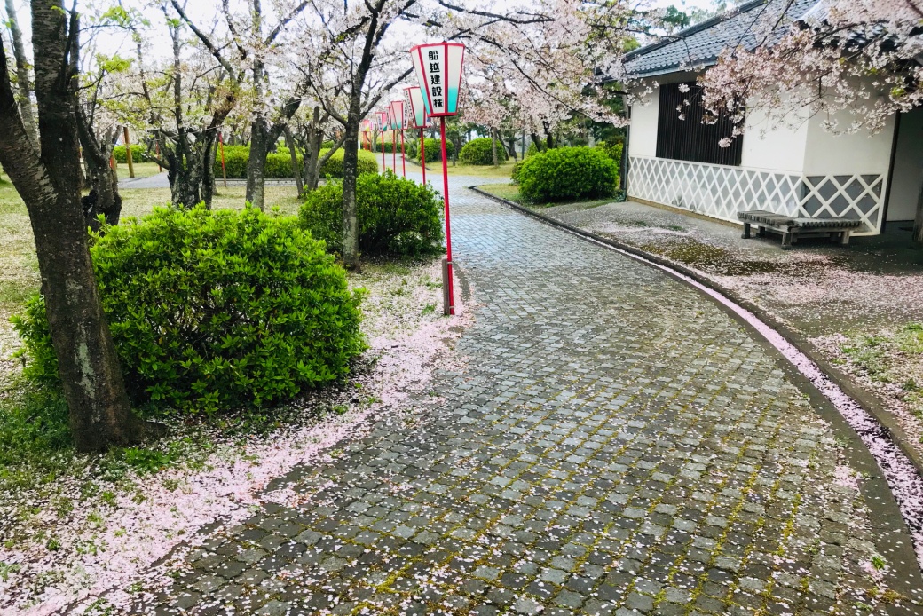 名和公園の桜4−11