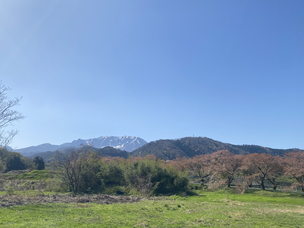 大山町の「桜情報」2026年版をお伝えします。 | 鳥取大山観光ガイド