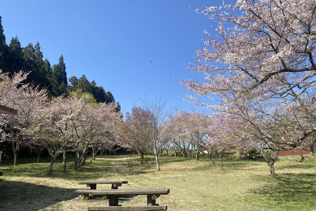 大山町の「桜情報」2026年版をお伝えします。 | 鳥取大山観光ガイド