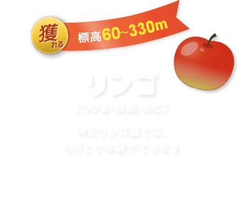 リンゴ（つがる・秋映・ふじ）